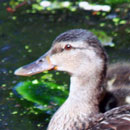 Duck and Chicks